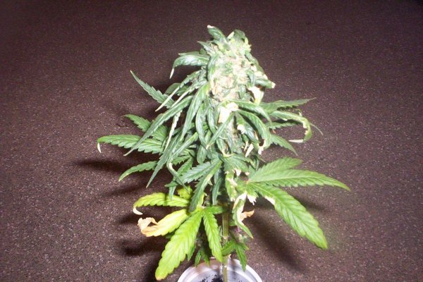 Cookie Grow