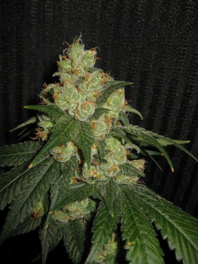 Giesel Cut - Day 55/Ready to Flush