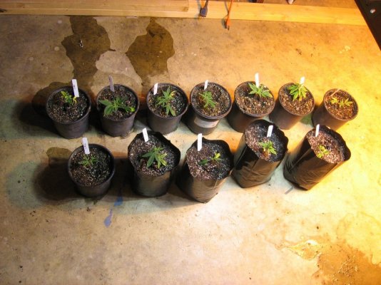 mammas grow room 041.jpg
