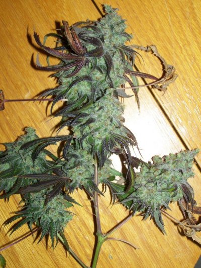 Tree4003.jpg