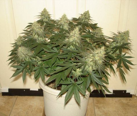 grow 002.JPG