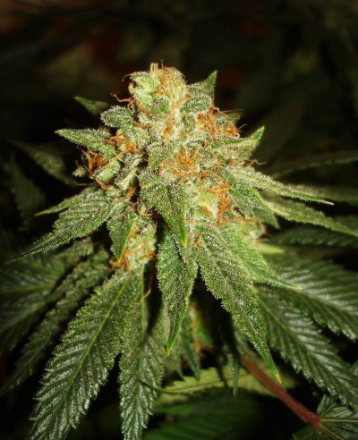 grow 006.JPG