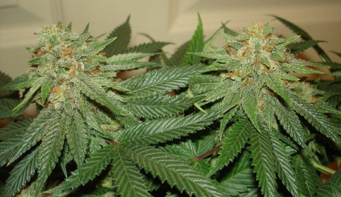 grow 007.JPG