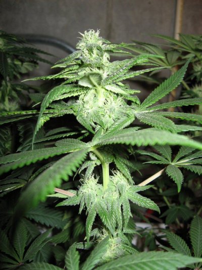 purplewreck25.JPG