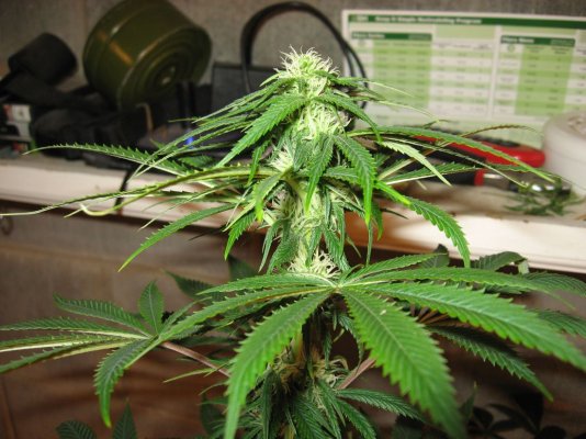 kandykushxskunk25.JPG
