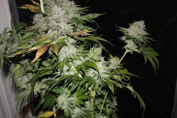 White x Fire B4 Chop...
