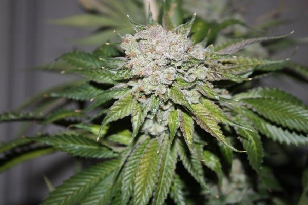 White x Fire B4 Chop...
