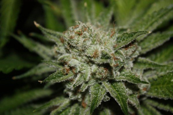 White x Fire B4 Chop...