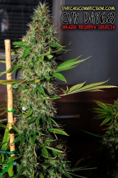 Chem valley kush! Day 68
