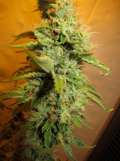 Personal Medical Grow {Casey Jones and OG Kush}