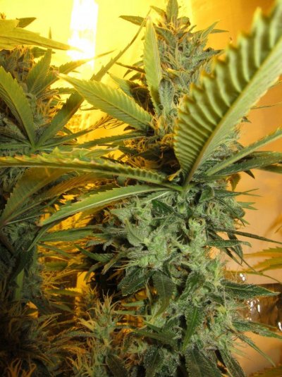 Personal Medical Grow {Casey Jones and OG Kush}