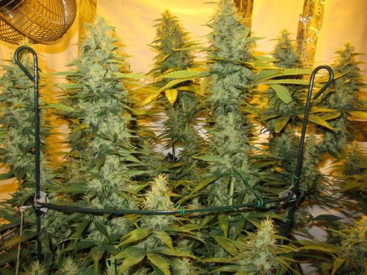 Personal Medical Grow {Casey Jones and OG Kush}