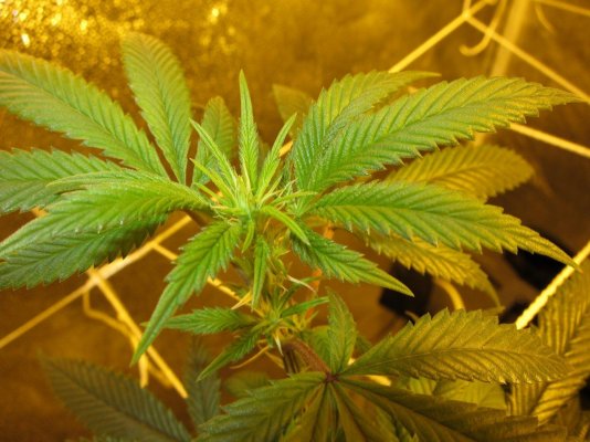 Personal Medical Grow {Casey Jones and OG Kush}