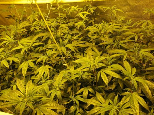 Personal Medical Grow {Casey Jones and OG Kush}