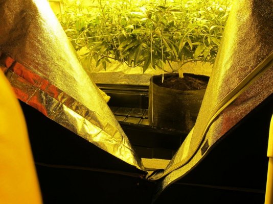 Personal Medical Grow {Casey Jones and OG Kush}