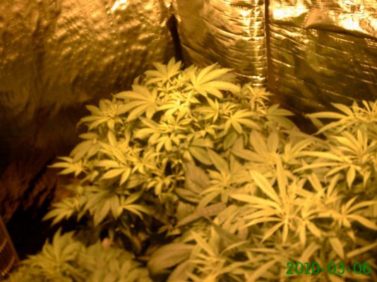First Grow, God's Gift, Tahoe OG, Fire OG, Blue Dream Haze