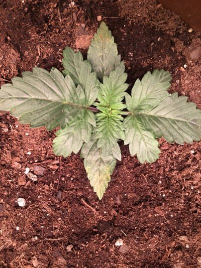 What Kind Of Deficiency Is This?