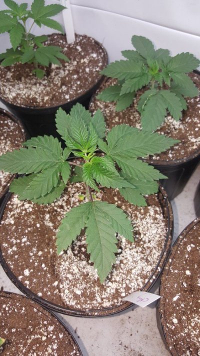 cornbread-cookies-and-cream-star-killer-and-kimbo-kush-grow-4.jpg