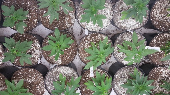 cornbread-cookies-and-cream-star-killer-and-kimbo-kush-grow-5.jpg