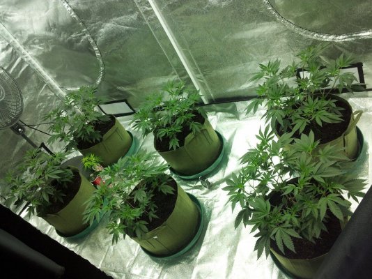 gorilla-glue-4-scrog-all-natural-6.jpg