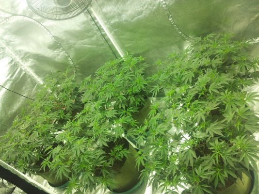 gorilla-glue-4-scrog-all-natural-9.jpg