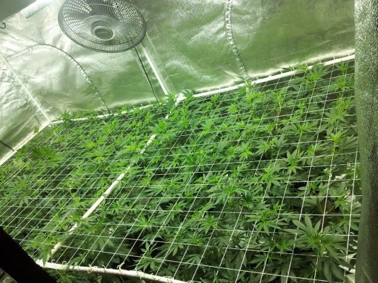 gorilla-glue-4-scrog-all-natural-14.jpg