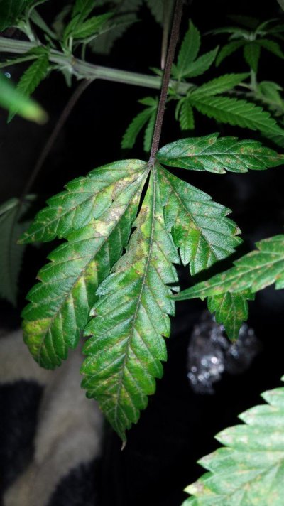 A/c Runnoff Water Ok For Dwc?