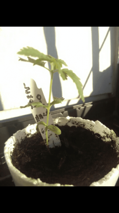 Grow 1.5