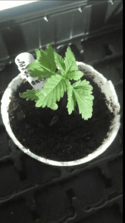 Grow 1.5