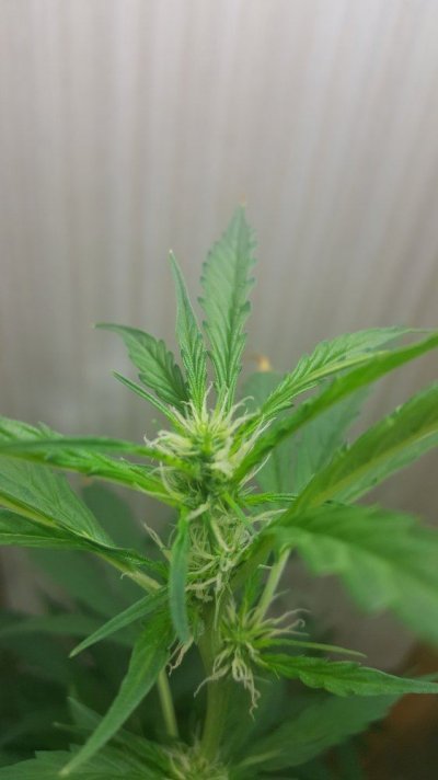 2 Random (medical Grades) 1 Amnesia Haze Autoflower