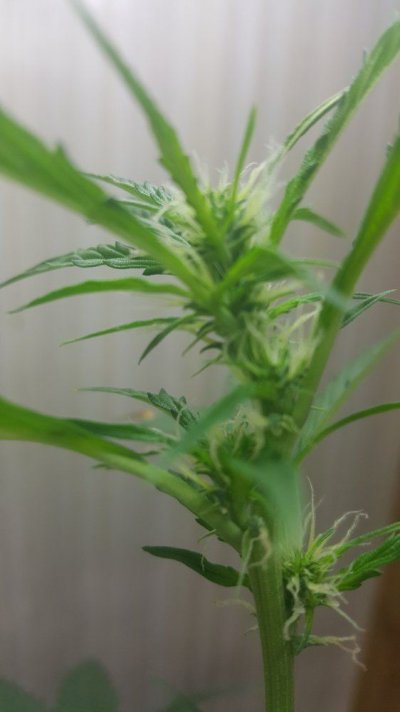 2 Random (medical Grades) 1 Amnesia Haze Autoflower