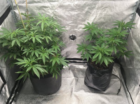 Old Grower New Here And Starkiller Crosses!