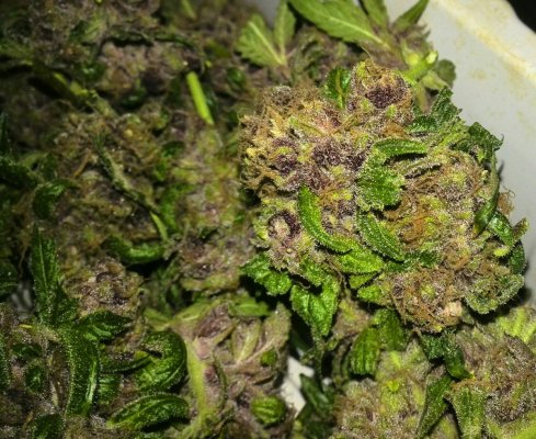Purple Congo Kush Harvest Pics