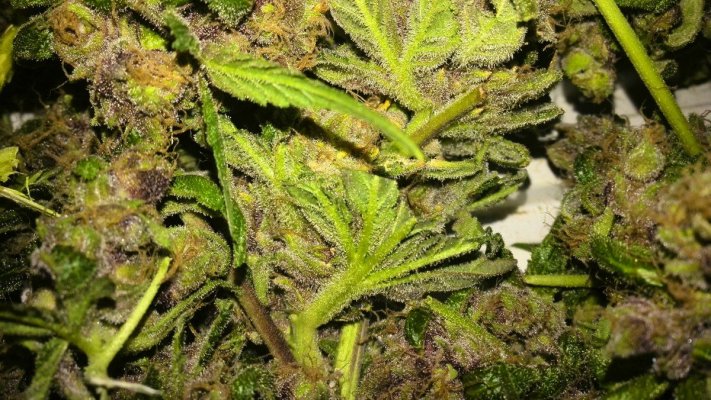 Purple Congo Kush Harvest Pics