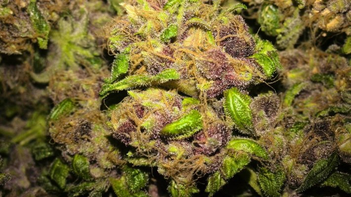 Purple Congo Kush Harvest Pics