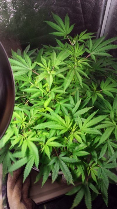A/c Runnoff Water Ok For Dwc?