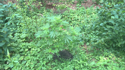 wp_ss_20160730_0005.png