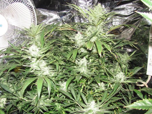 The Pollen Chuckers Club! Homemade Crosses only...