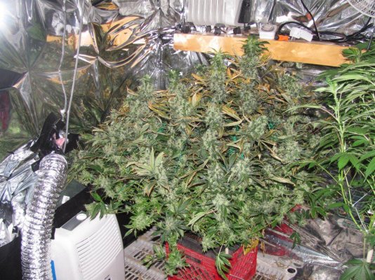 The Pollen Chuckers Club! Homemade Crosses only...