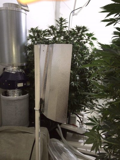 Gsc Vertical Rdwc 4 Tree Co2 Grow In Sealed 10 X 10 Room