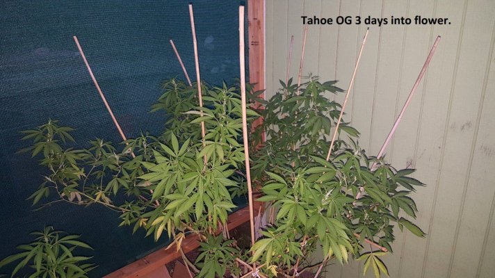 A Little Corner Outdoor