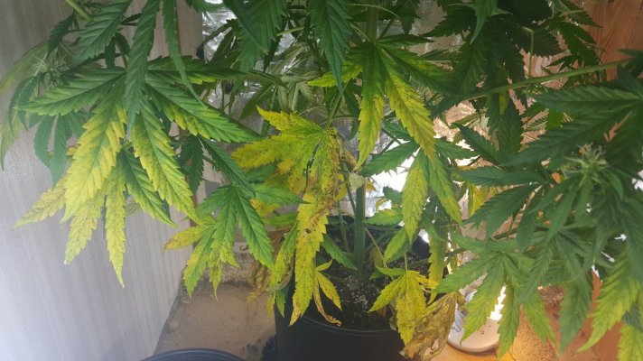 Could Really Use Some Advice Here.
