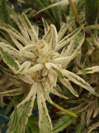 Homebrew420s'  Seed Creation and Selection