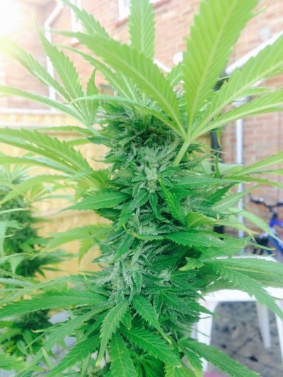 Why Does My Plant Smell Different ?