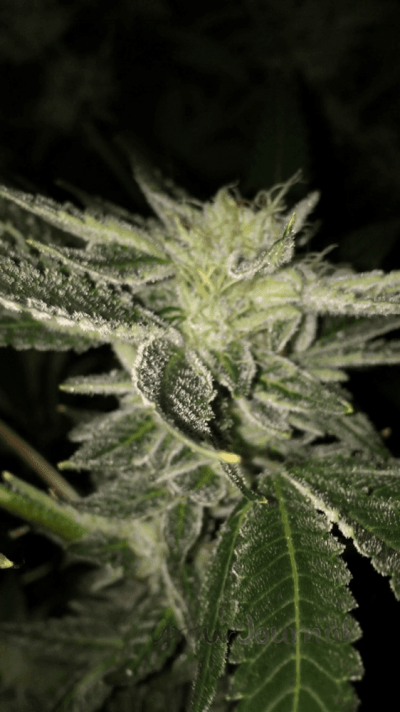 Gsc Vertical Rdwc 4 Tree Co2 Grow In Sealed 10 X 10 Room