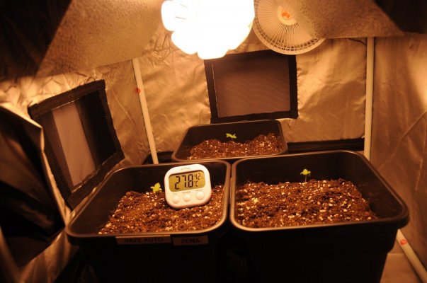 Haze Auto (dinafem)