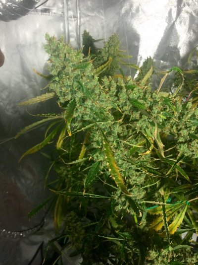 Accurate Information About Autoflowering Plants