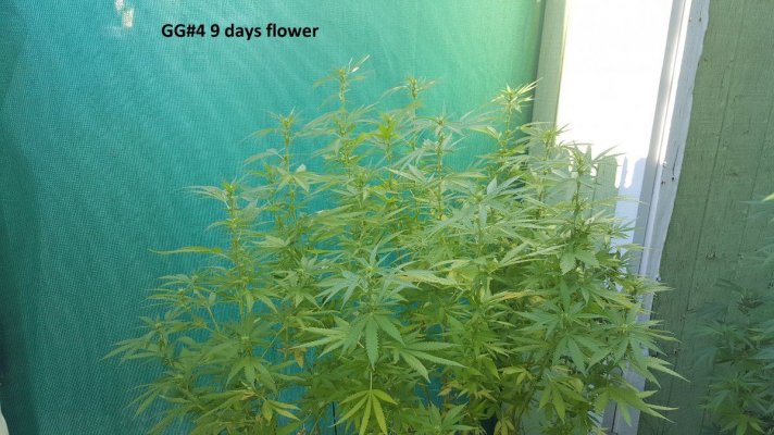 A Little Corner Outdoor