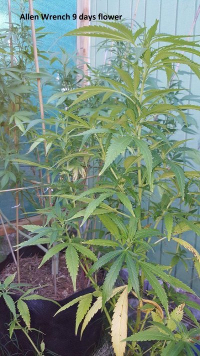 A Little Corner Outdoor