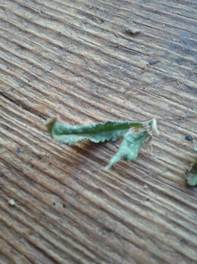 plant-moved-outdoors-degrading-rapidly-2.jpg